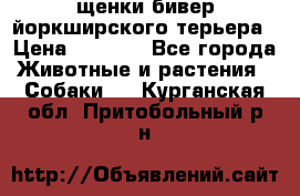 щенки бивер йоркширского терьера › Цена ­ 8 000 - Все города Животные и растения » Собаки   . Курганская обл.,Притобольный р-н